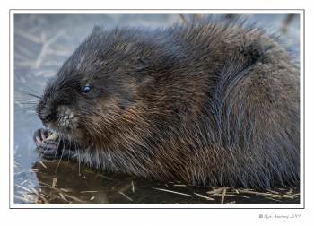 muskrat 2.jpg